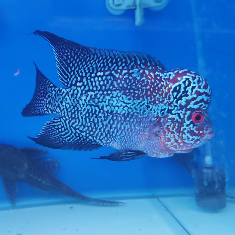 十八罗汉鸿运马骝泰国中型热带淡水观赏鱼宠物鱼