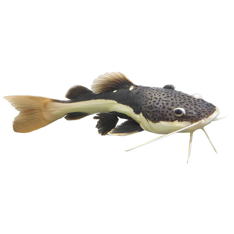 狗仔鲸鱼红尾淡水大型凶猛肉食活体热带水族鱼