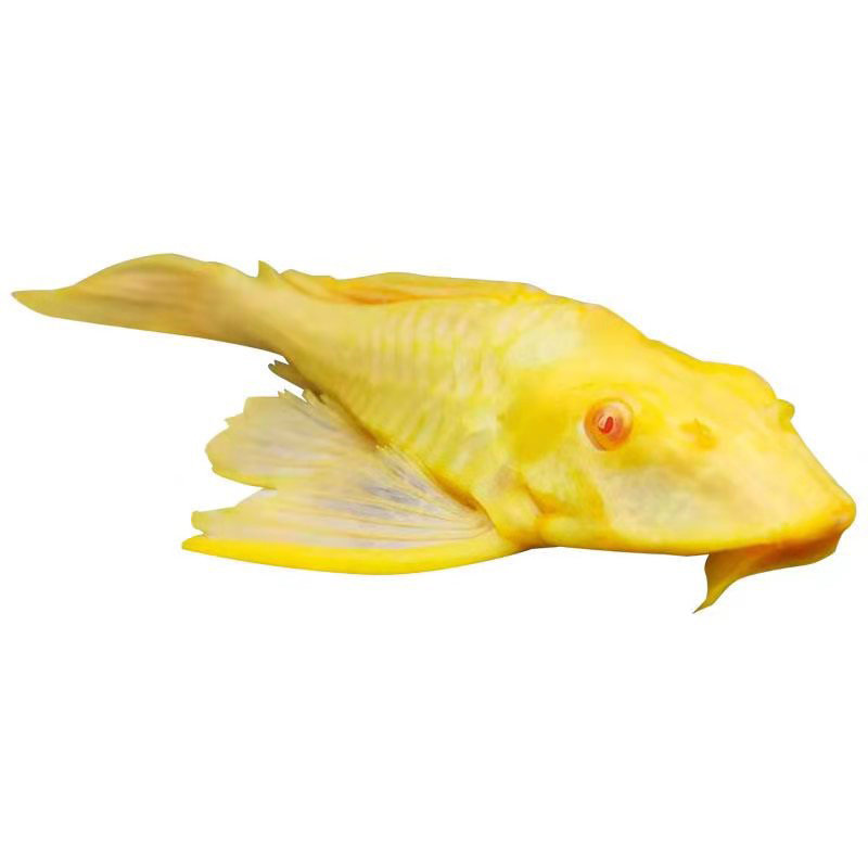 异形黄金红眼女王大帆豹纹清道夫清洁鱼缸水族鱼