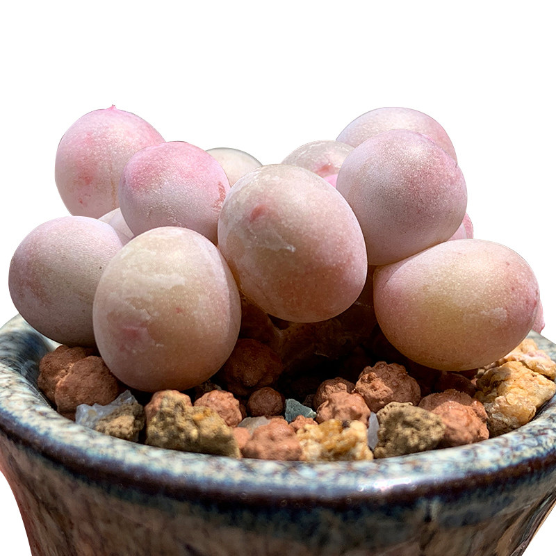 日系彩虹奶酪老桩水光芭比罕见多肉植物稀有多肉植物