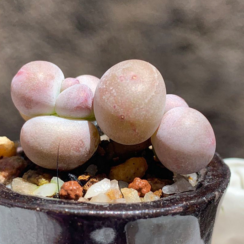 多肉奶酪蛋黄芭比罕见植物稀有品种货多进口多肉植物