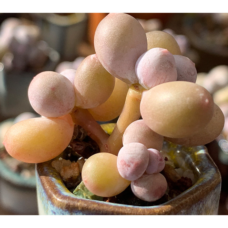 多肉蛋黄奶酪植物稀有品种群生老桩罕见一物多肉植物