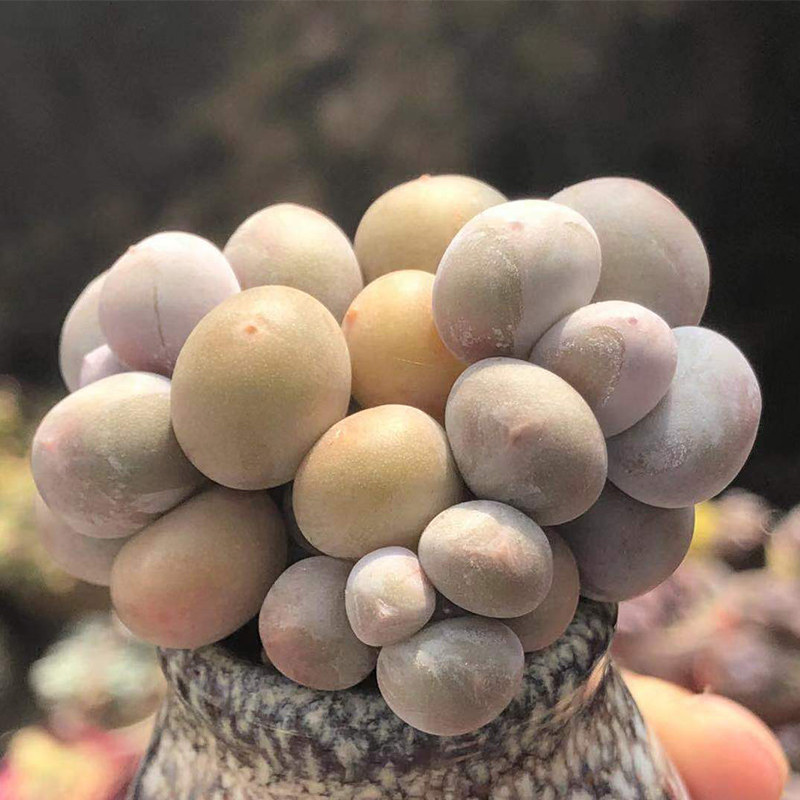 奶酪多肉蛋黄彩虹苹果韩国进口植物稀有品种多肉植物