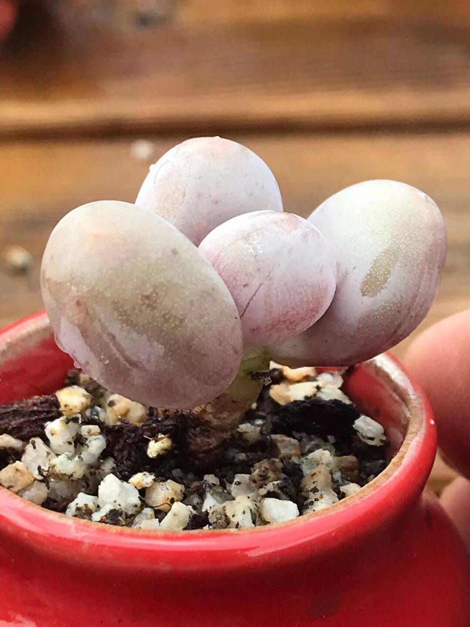 奶酪多肉原始蛋黄植物稀有品种罕见老桩群生多肉植物