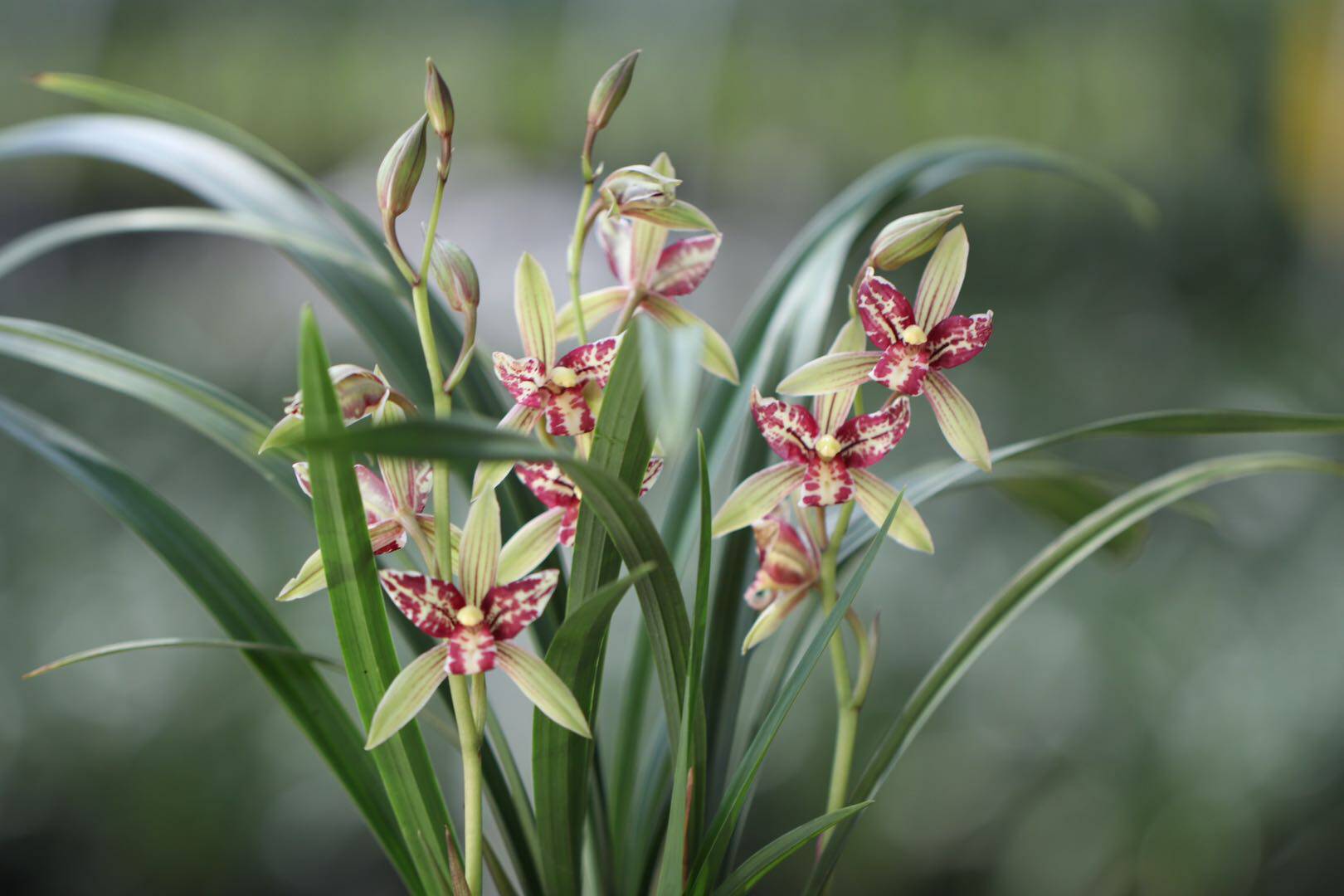 兰大宝岛仙女四季浓香三星蝶兰花苗室内盆栽花卉