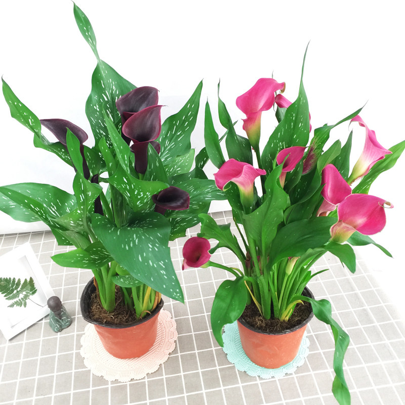进口彩色马蹄莲成品花种盆栽四季开花植物室内时令草本花卉