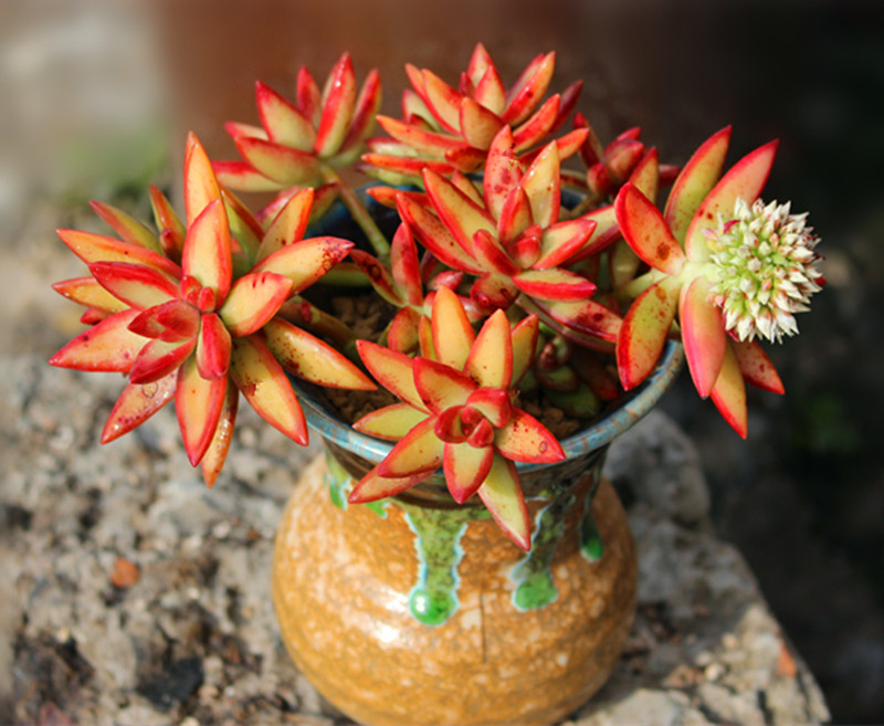 加州落日红日多头老桩一物一拍果冻色全状态多肉植物