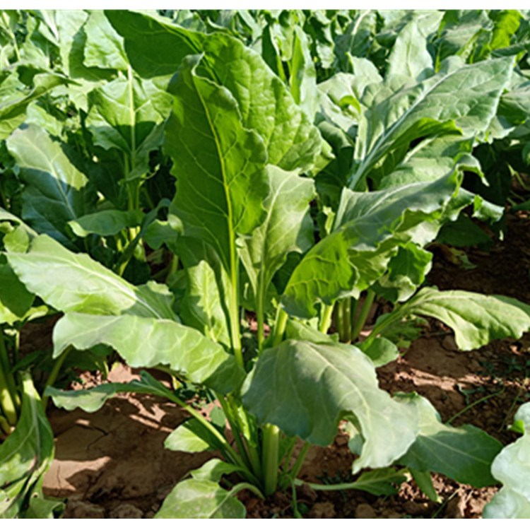 菜莙新鲜君达荙菜莙荙梗军菜牛牛皮君的河北其它