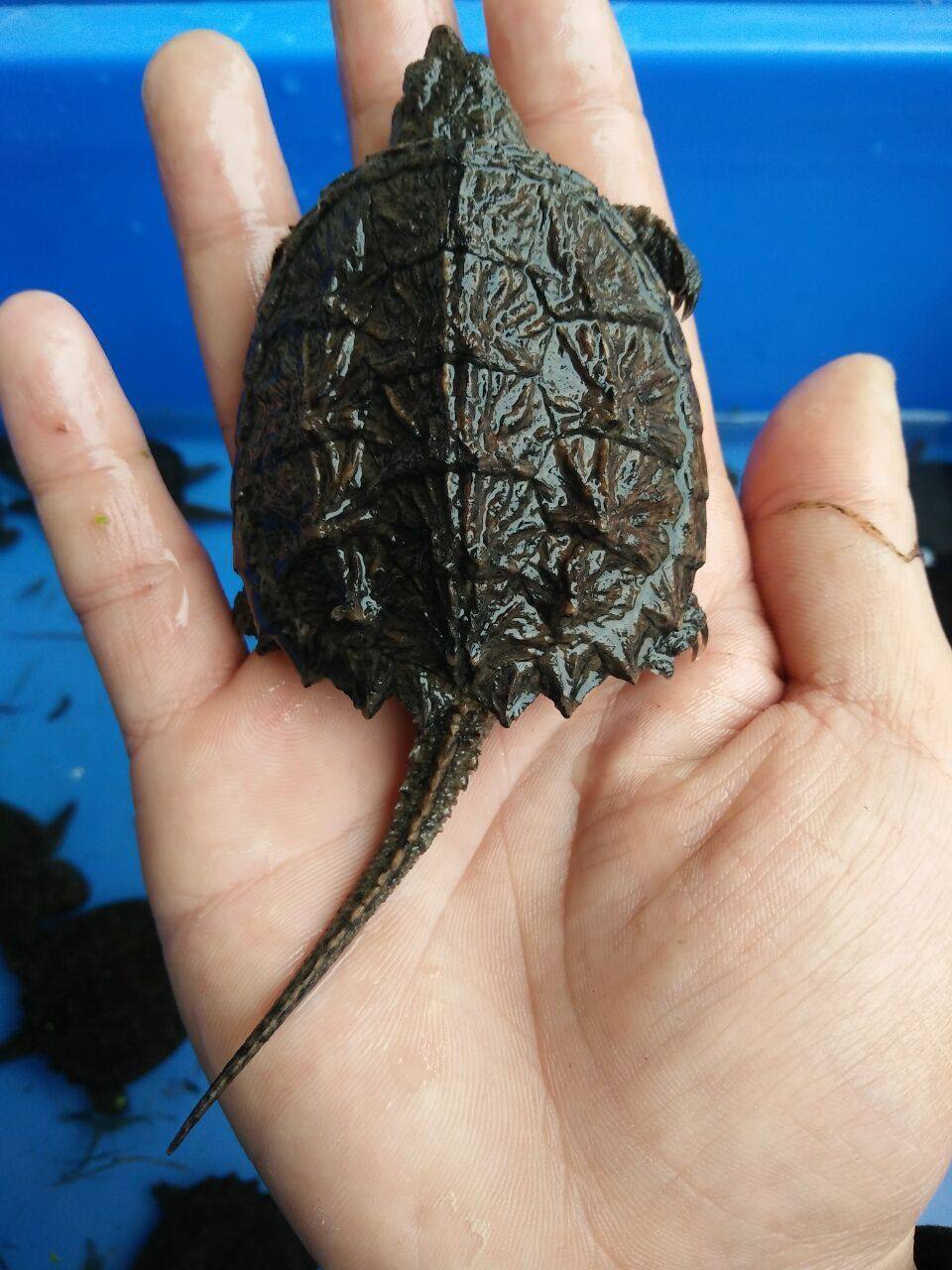 鳄龟小鳄北美龟苗活物观赏凶猛暴刺杂佛小乌龟龟