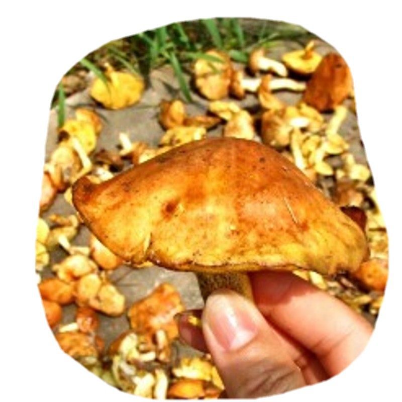 松蘑新货正宗东北野生蘑菇松伞蘑肉农妇采自然其它