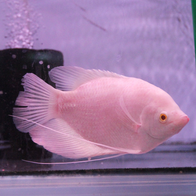 招财鱼白黄金梅花战船财神热带鱼观赏鱼中大型混养鱼