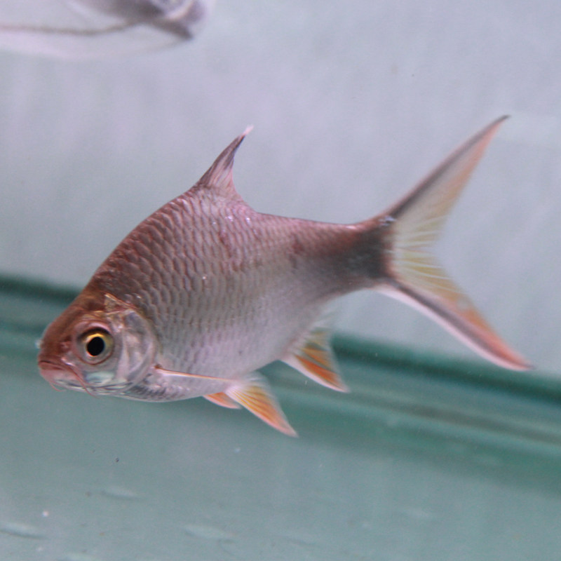 泰国鲫金元宝银元宝双线侧飞凤观赏热带鱼活体可与大型鱼混养