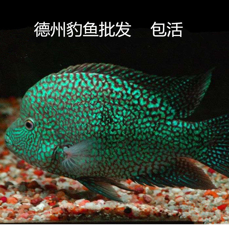 中大型可混邮包包邮包混养活体热带龙鱼绿巨人德州鱼