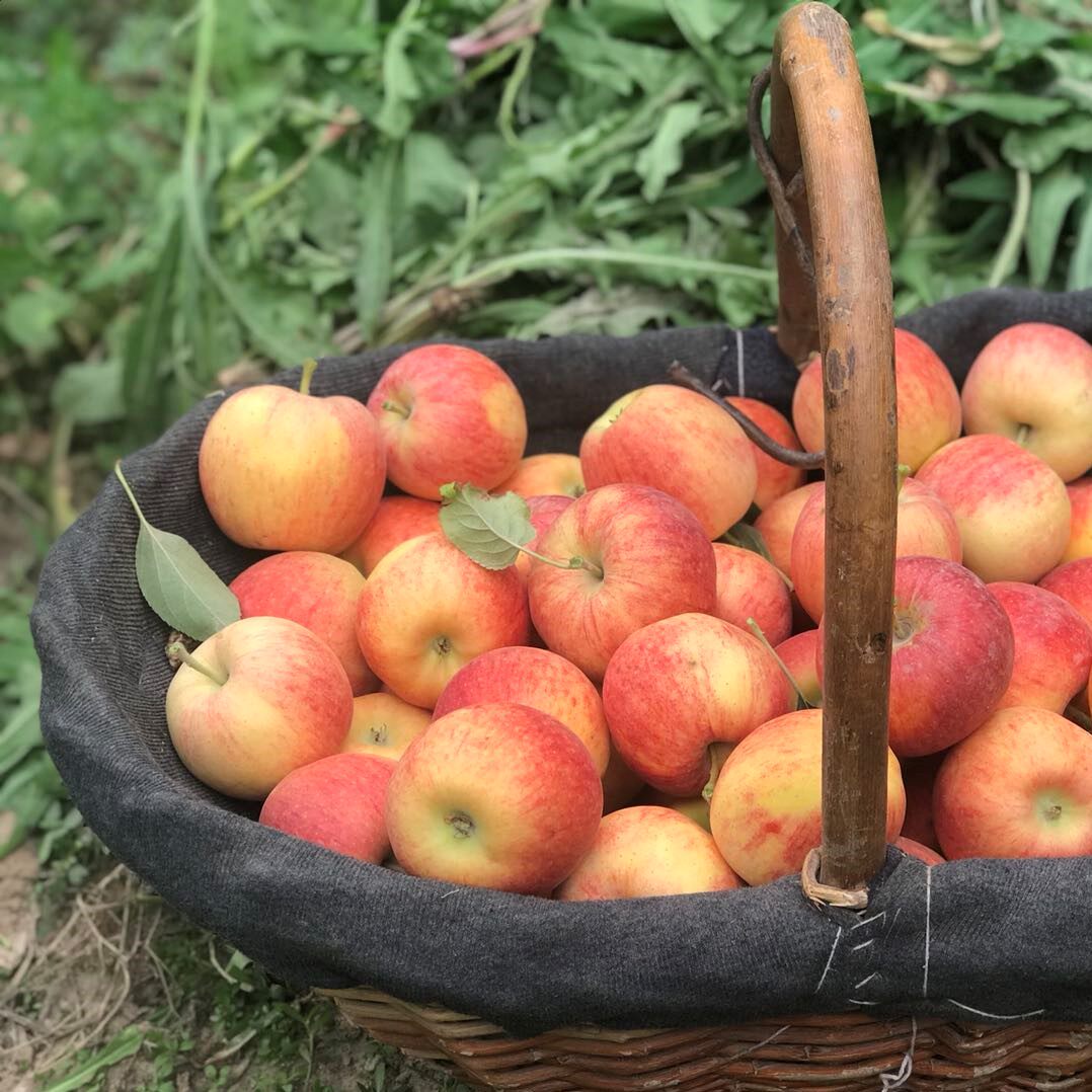 新疆阿克苏苹果早熟红富士嘎啦水果新鲜当季整箱苹果