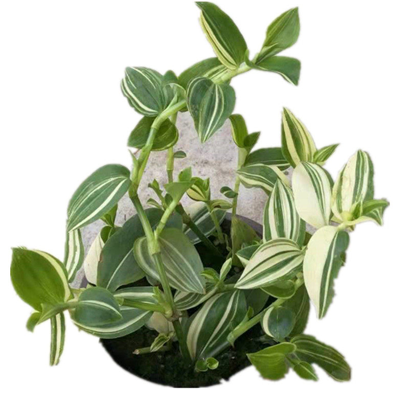 青白玉吸甲醛客厅草鸭舌草油画婚礼吊兰盆栽耐阴室内阳台耐干包邮