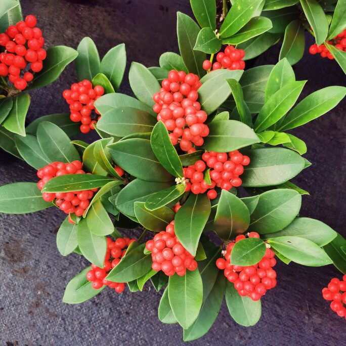 荷兰进口红玉珠成品大苗吉祥果盆栽植物红红火火吉庆好运连连包邮