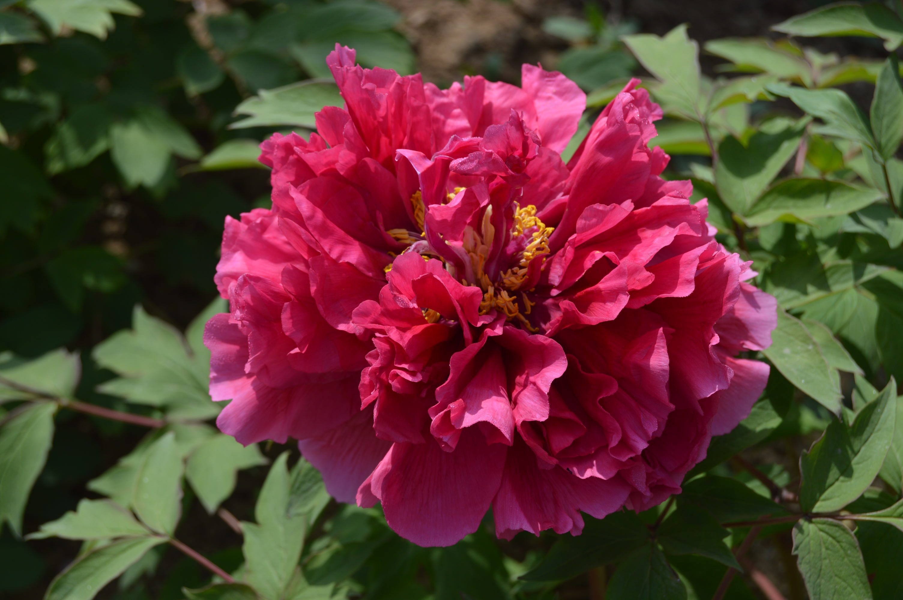 红色牡丹牡丹花花苗花王裸根保湿发货木本花卉时令草本花卉