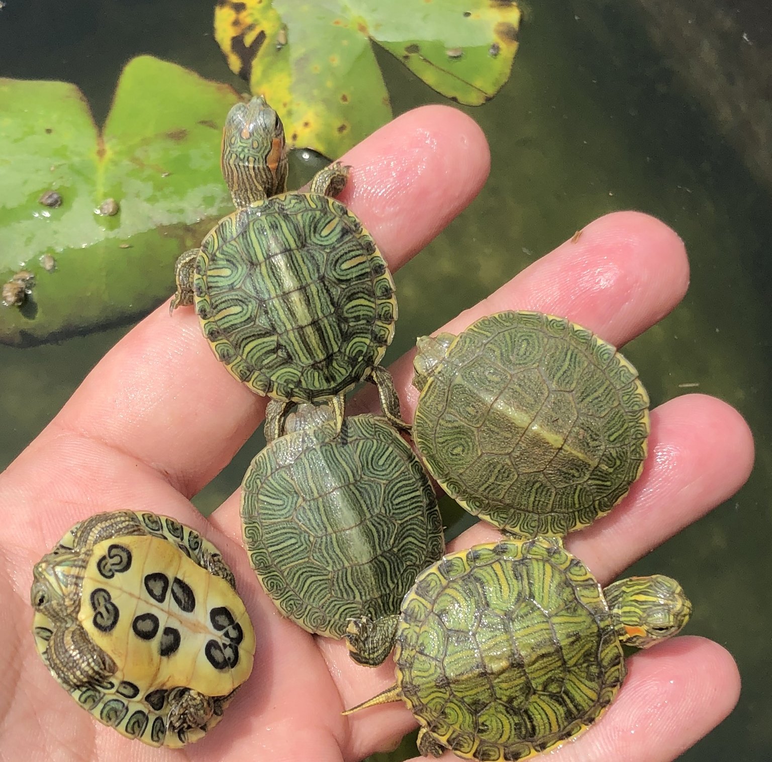 大巴巴西龟苗活物乌龟活体招财宠物长寿龟红耳龟