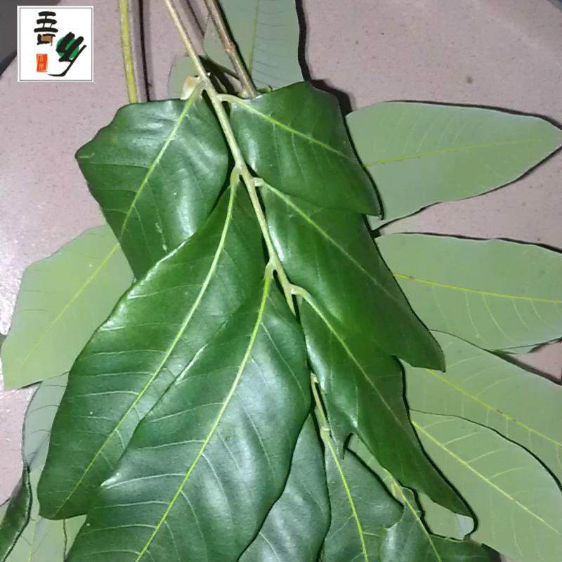 广西叶深山天然无污染深山桂圆新鲜包邮500克叶子其他药食同源食品