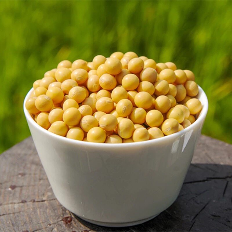 49纯东北有机非转基因2021年新天然大豆打豆浆专用黄豆1600g0638