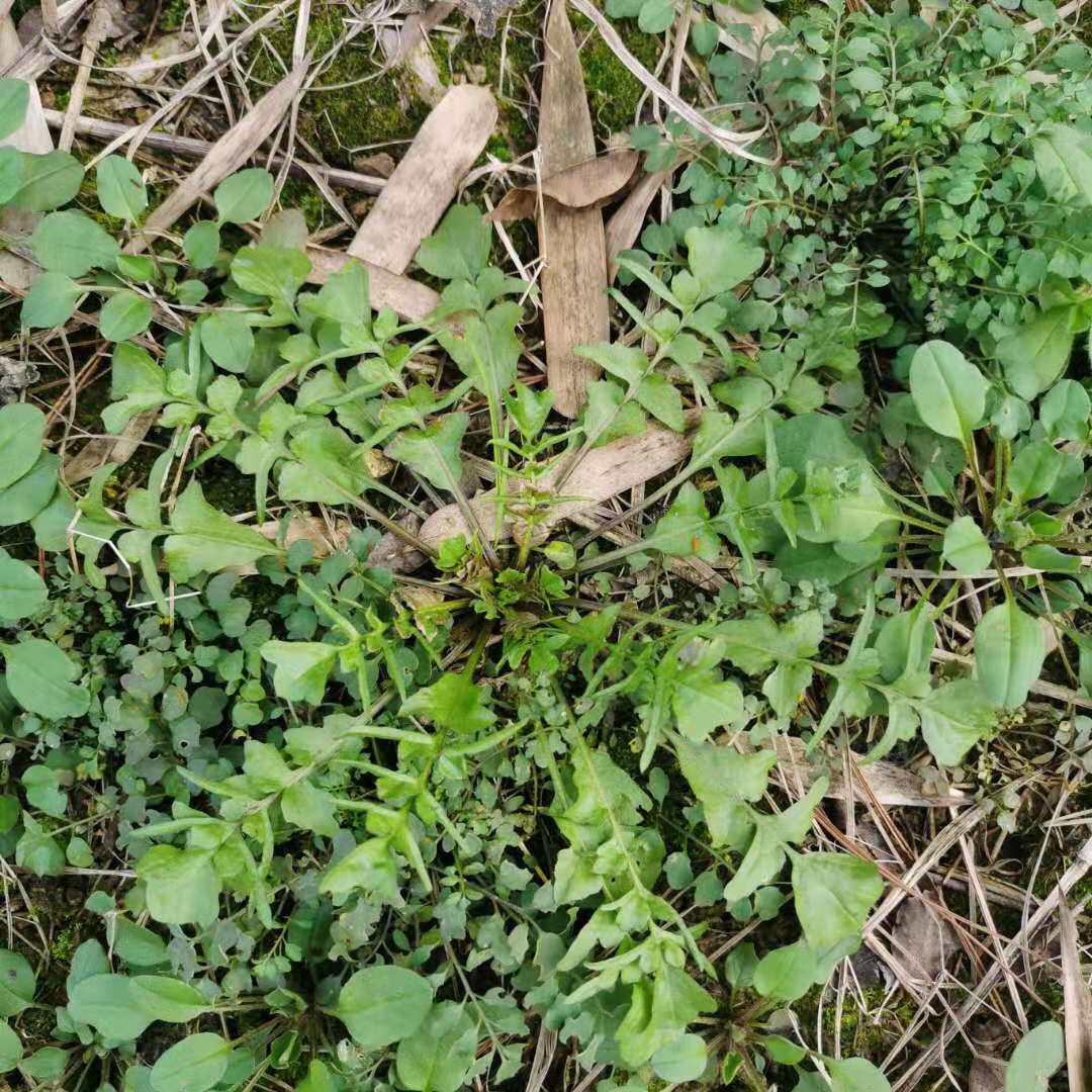 浙江现挖野生新鲜蔬菜荠菜野菜菜地混沌饺子荠菜