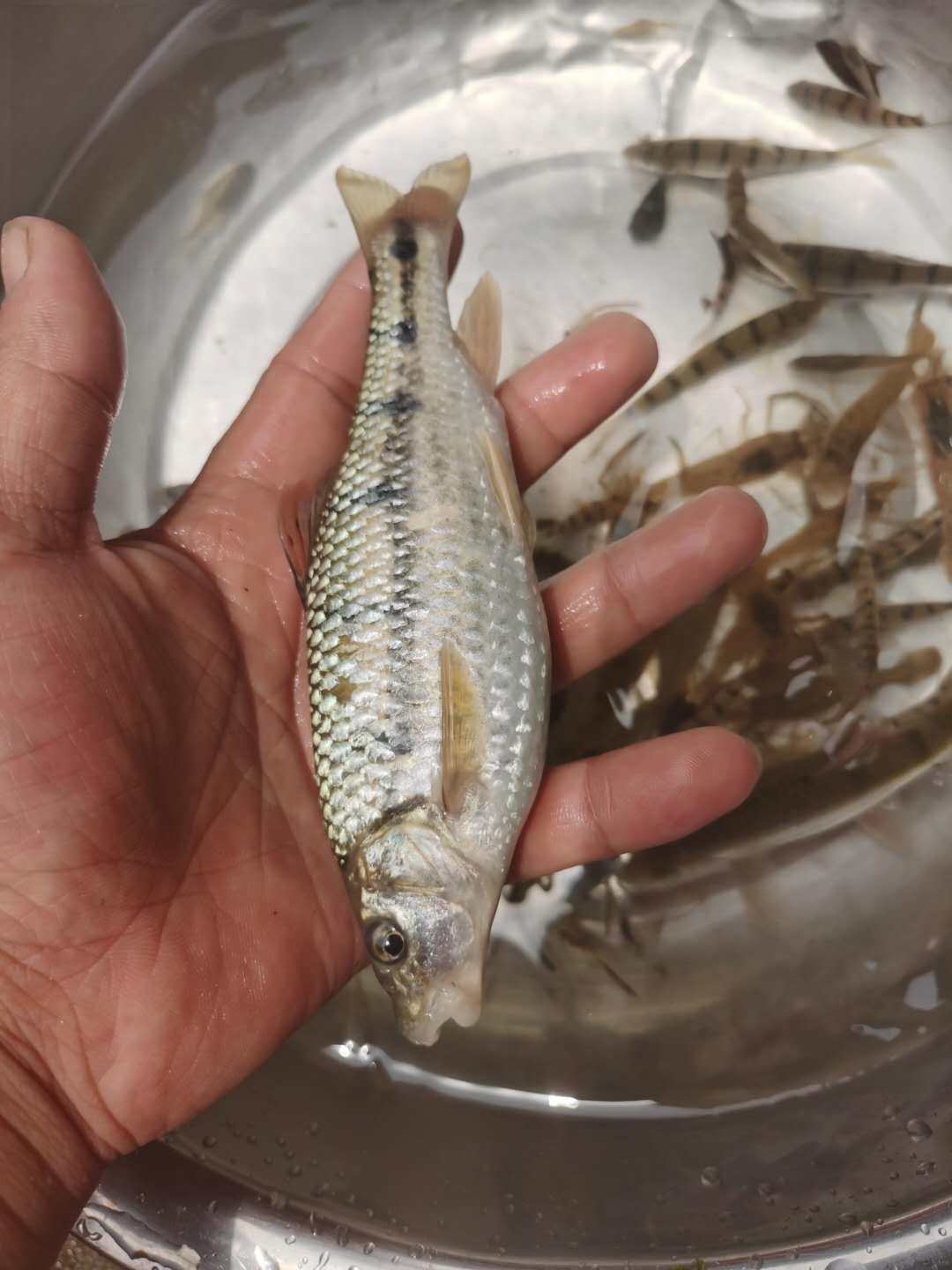 2斤顺丰包邮野生小溪石斑鱼500g淡水鱼光唇河鲜鱼