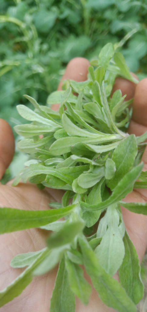 鼠曲草 500克 佛耳草 清明菜 追骨风鼠耳草绒毛草鼠麴 满3份包邮