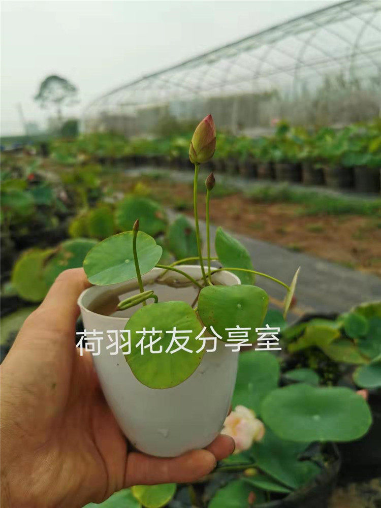 《微莲苑 姜永慧》微莲稚雀喙微型碗莲种藕迷你小荷花水生盆栽