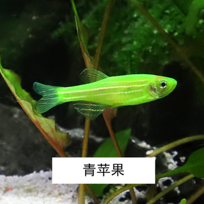 热带观赏鱼易活淡水鱼群游蓝莓斑马鱼荧光鱼青苹果鱼红斑马鱼包邮