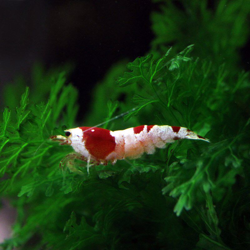 观赏淡水活体琉璃虾黑水晶红水晶虾虎纹虾樱花虾