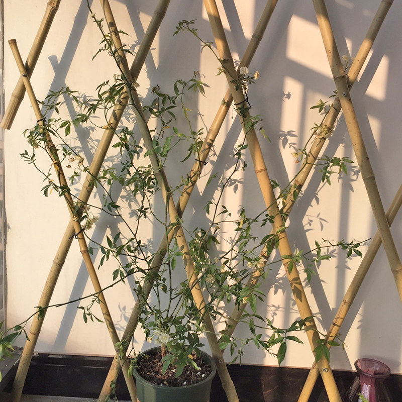 户外花园花架爬藤藤架室外庭院铁线莲植物支架花架