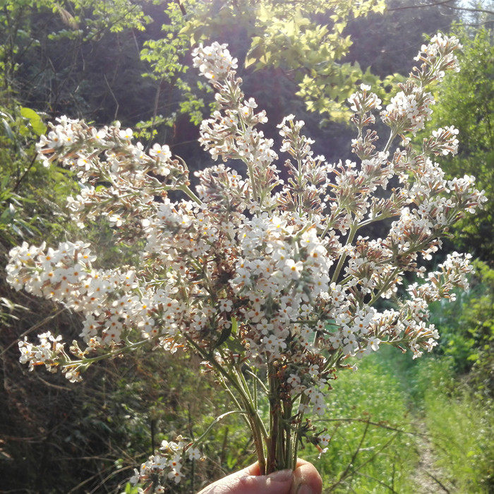 黄饭花野生密蒙花新鲜花迈花五色糯米米饭染料其他药食同源食品