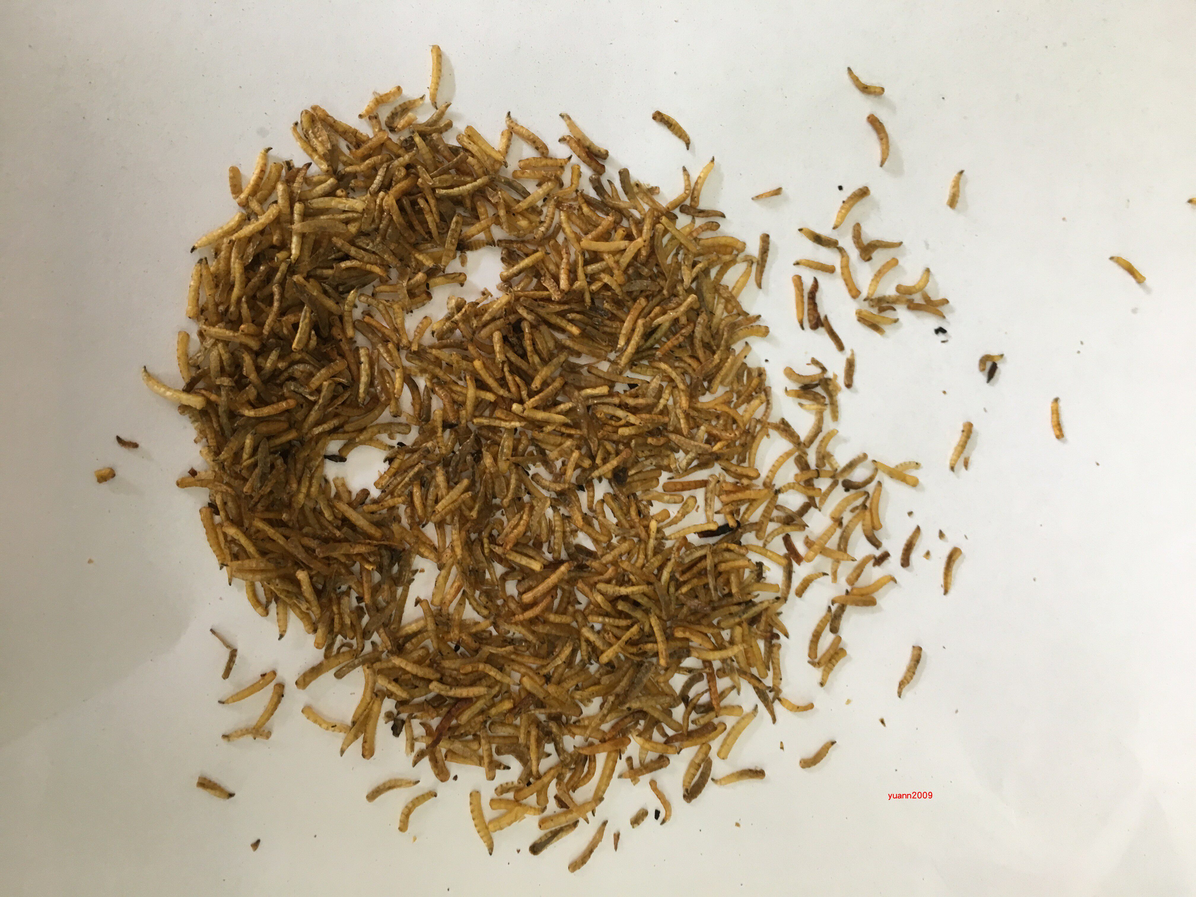 中药材五谷食用产品中国鸟食蛆虫500克包邮其他药食同源食品