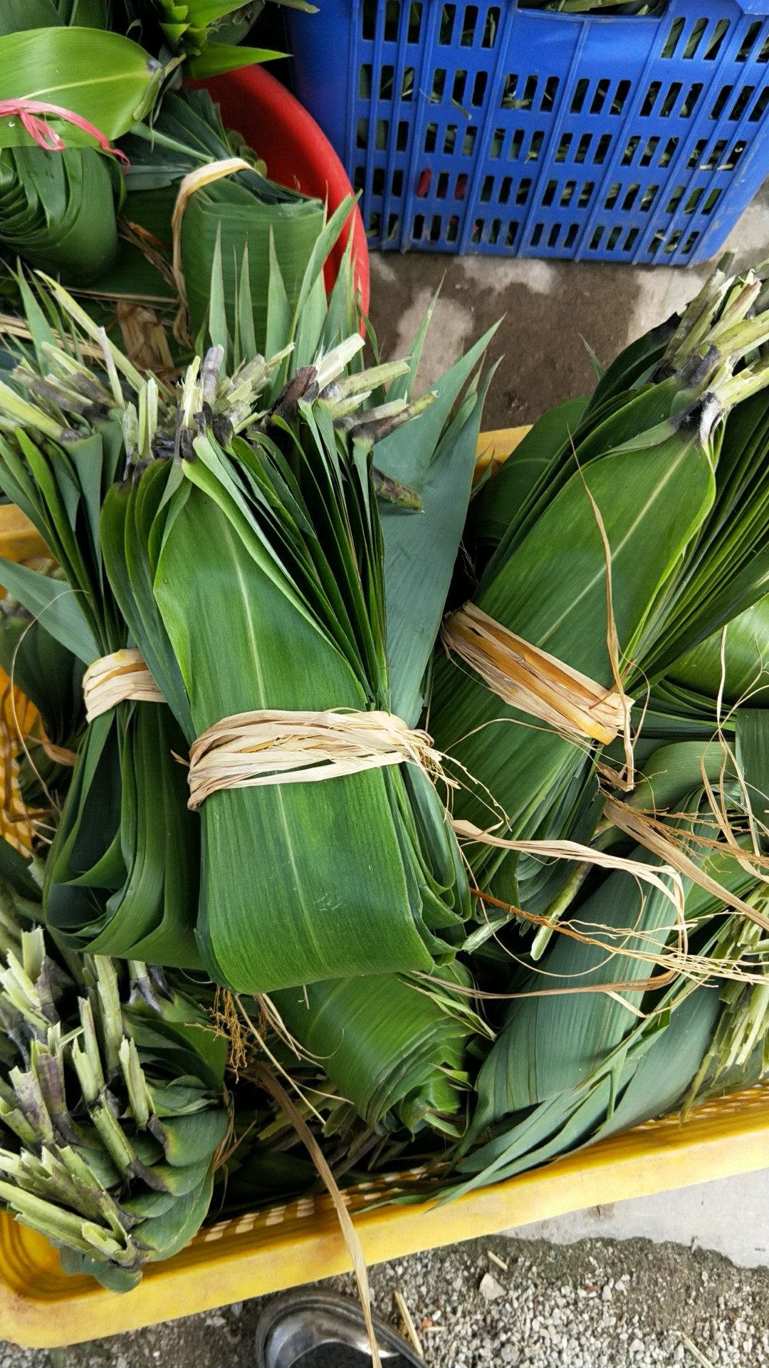 粽子广东粽叶现摘冬叶野生箬叶包新鲜子叶芦苇粽子