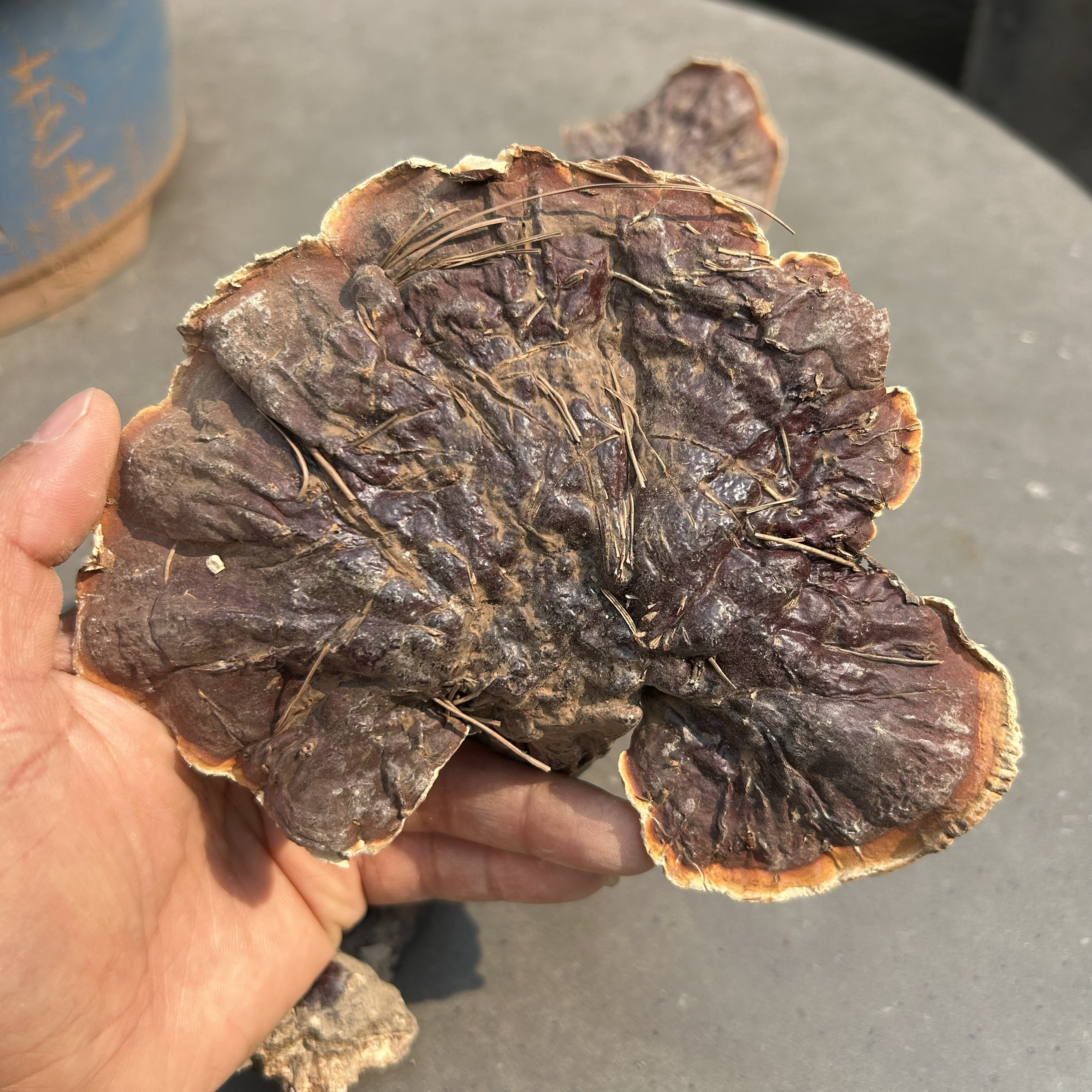 松针白肉灵芝 整只云南野生灵芝地道滋补中药材24年新品250克包邮