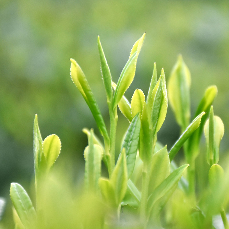 妙掌柜四川浓香2020茶叶嫩芽绿茶新茶叶散装高山毛峰500g耐泡