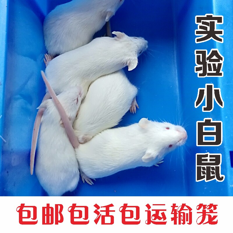 包邮 包活爬宠开口食饵 活体小白鼠繁殖组实验鼠小亚成体各种规格