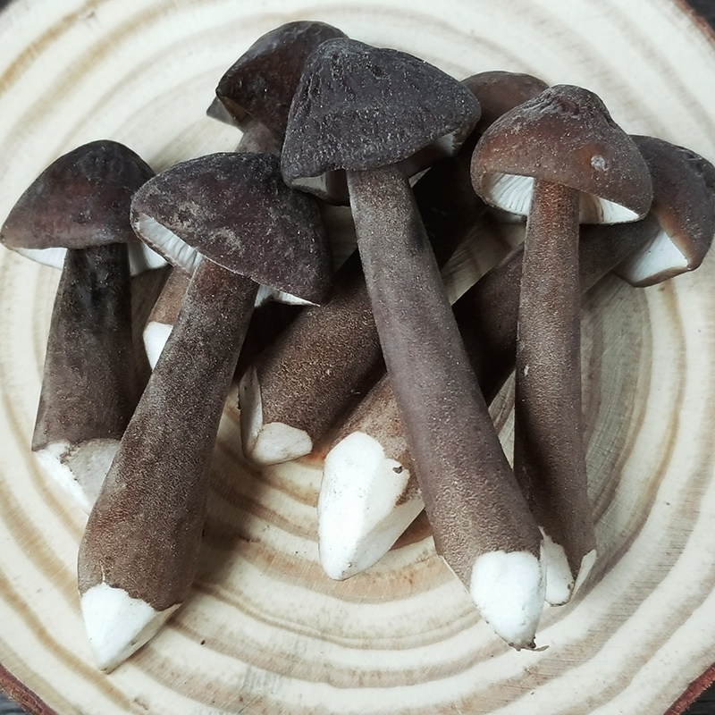 臻印映新鲜黑皮鸡枞菌鸡脚菇胜似荔枝菌野生原生态非棚产味鲜美.