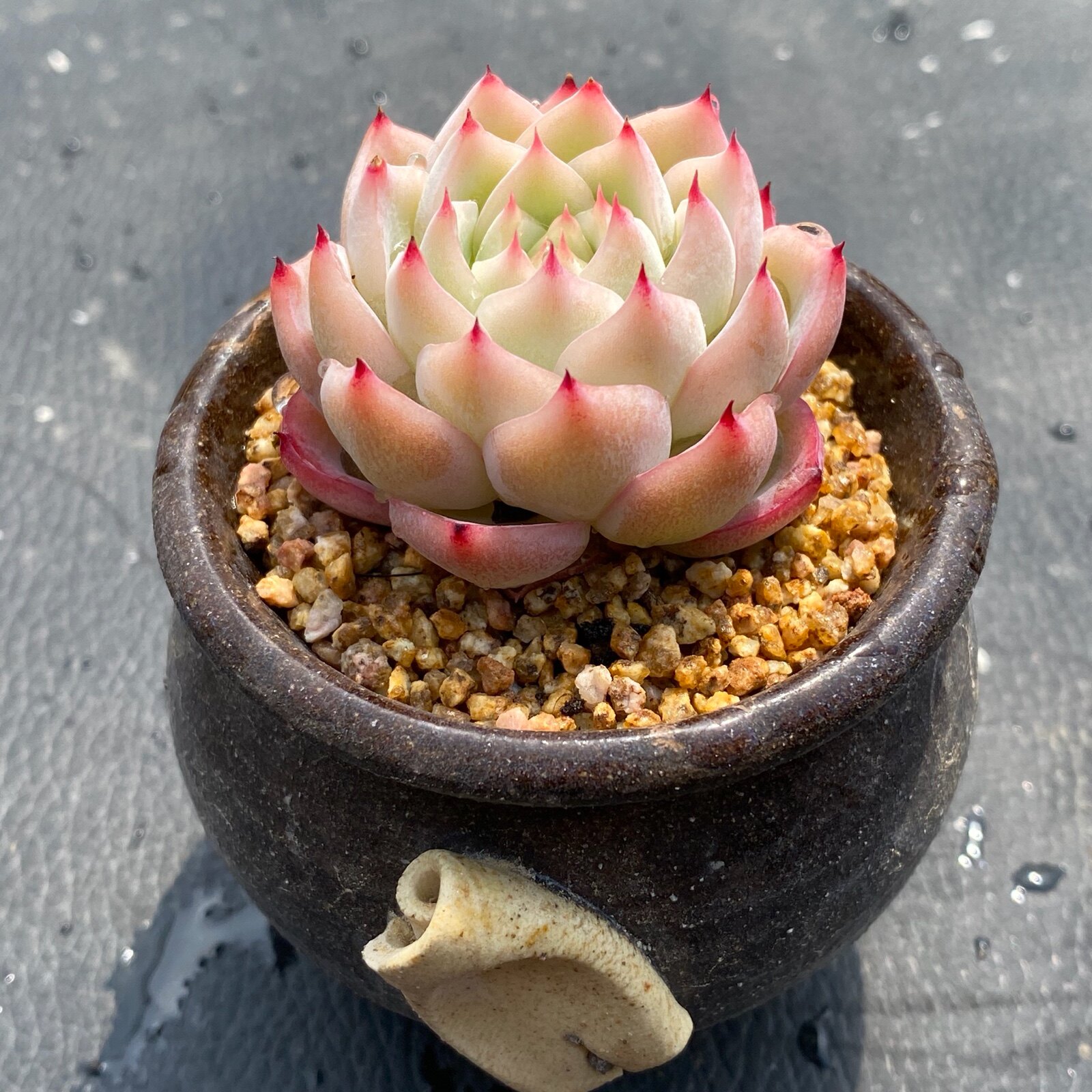 多肉呼啦啦粉色水晶韩货精选植物多肉植物