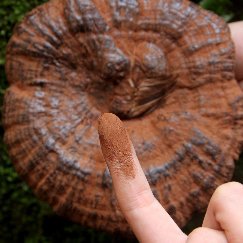灵芝天天特价半野野生孢子粉整枝切片250克整枝灵芝