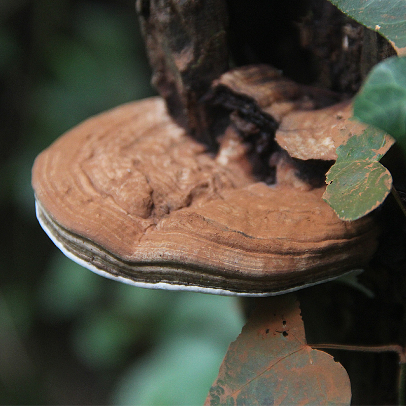 灵芝野生枫树树木树舌无脚平盖整枝切片500克整枝灵芝