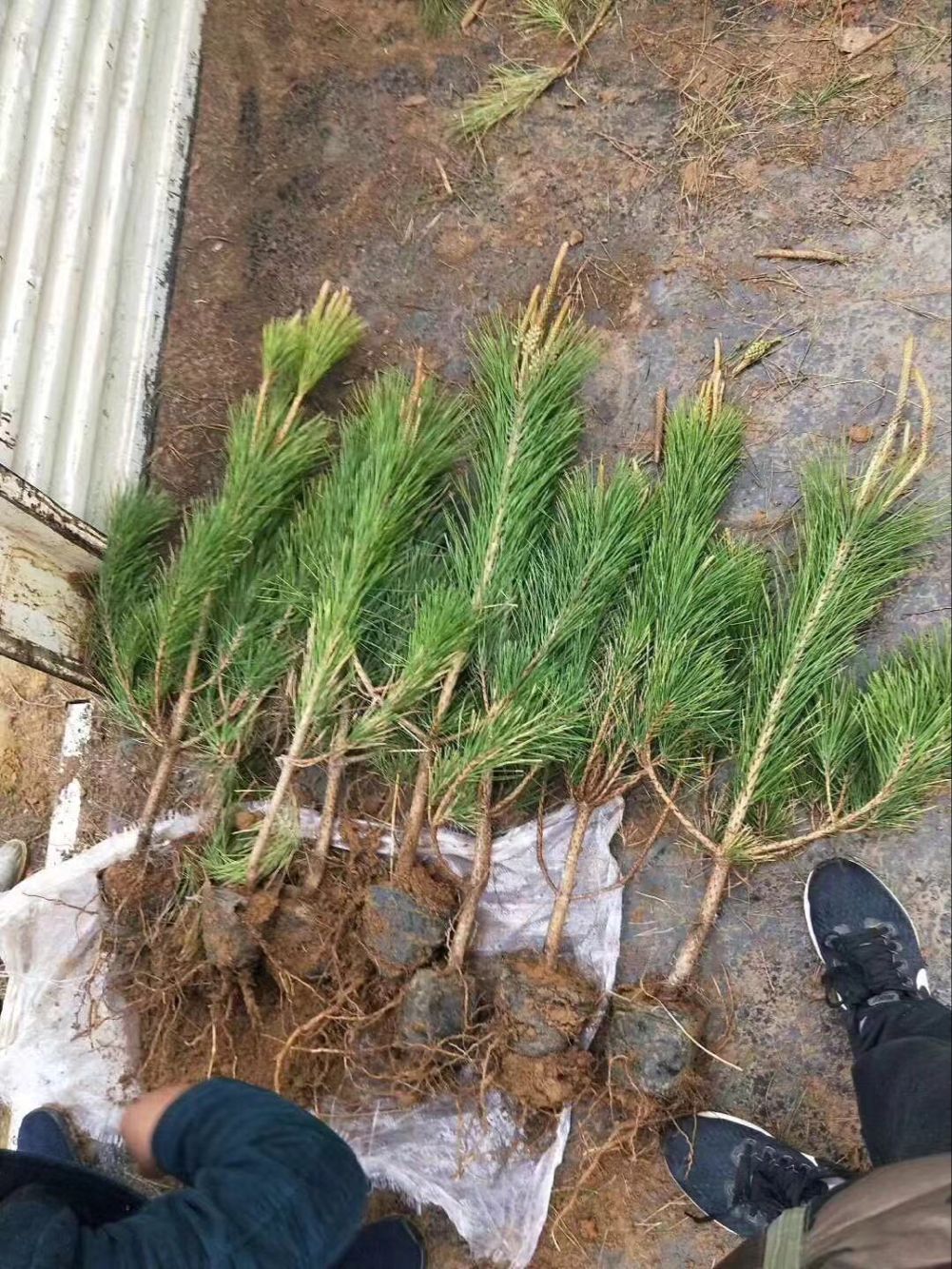 绿化苗木日本黑松小苗庭院黑松苗黑松树苗四季常青盆景植物松树苗