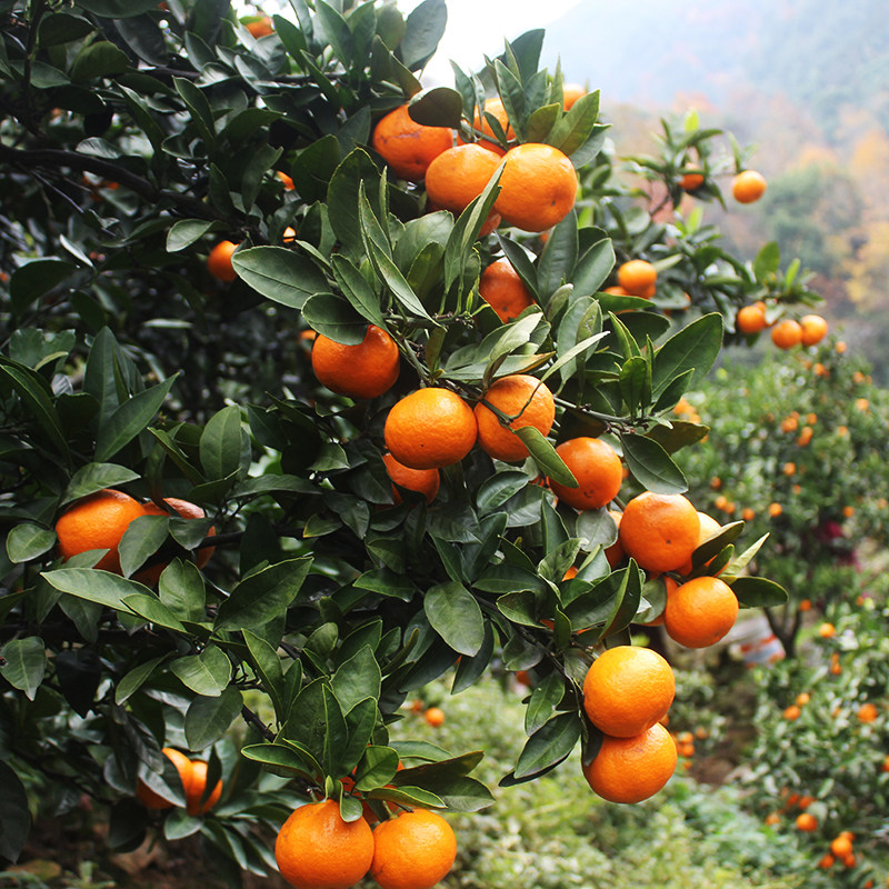 正宗临海涌泉蜜桔当季新鲜水果现摘高山无核桔子