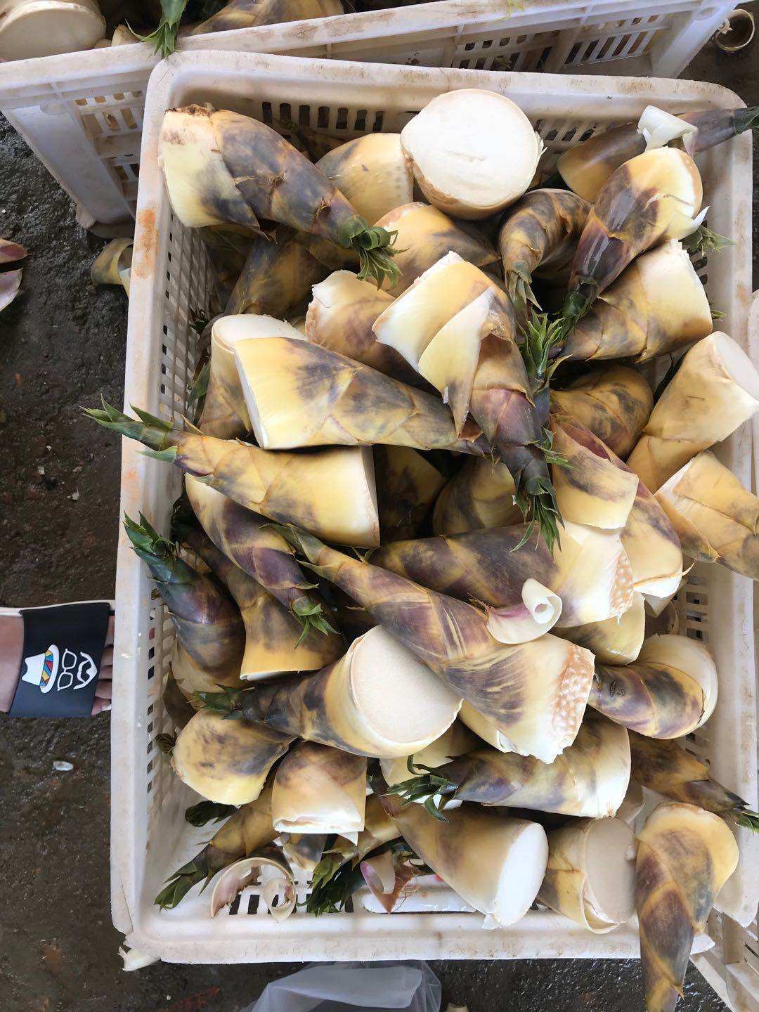 新鲜绿蔬菜水果沙拉夏季现挖甘甜笋脆马蹄小笋竹笋竹笋