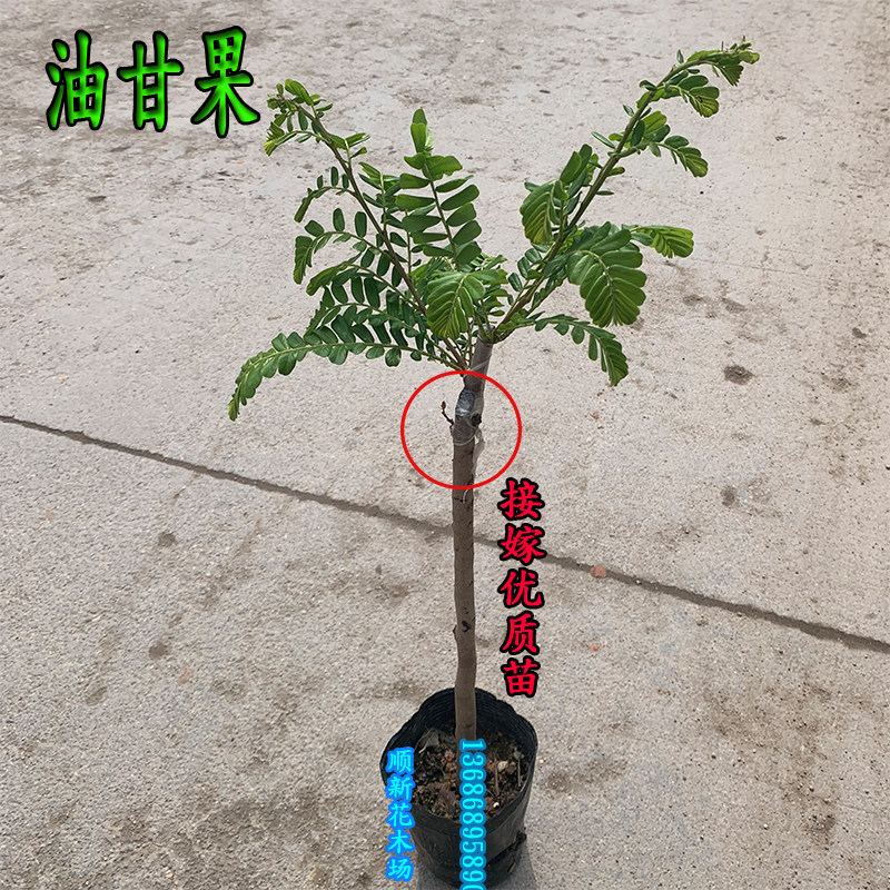 油柑树苗广东嫁接苗牛果树盆栽余柑果干果树带果树