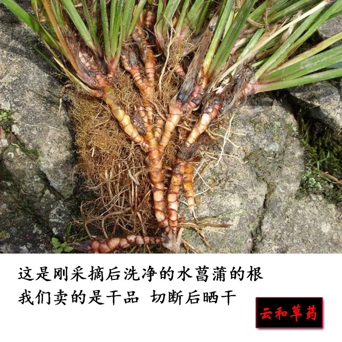 水菖蒲根 家菖蒲 臭蒲根 大叶菖蒲 土菖蒲 干品 野生500克包邮