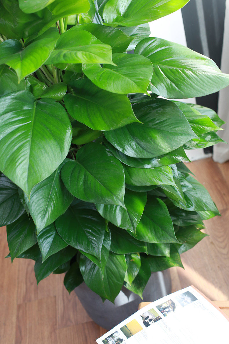 大绿萝盆栽办公室开业花卉除吸甲醛客厅绿色植物室内大型绿植送礼