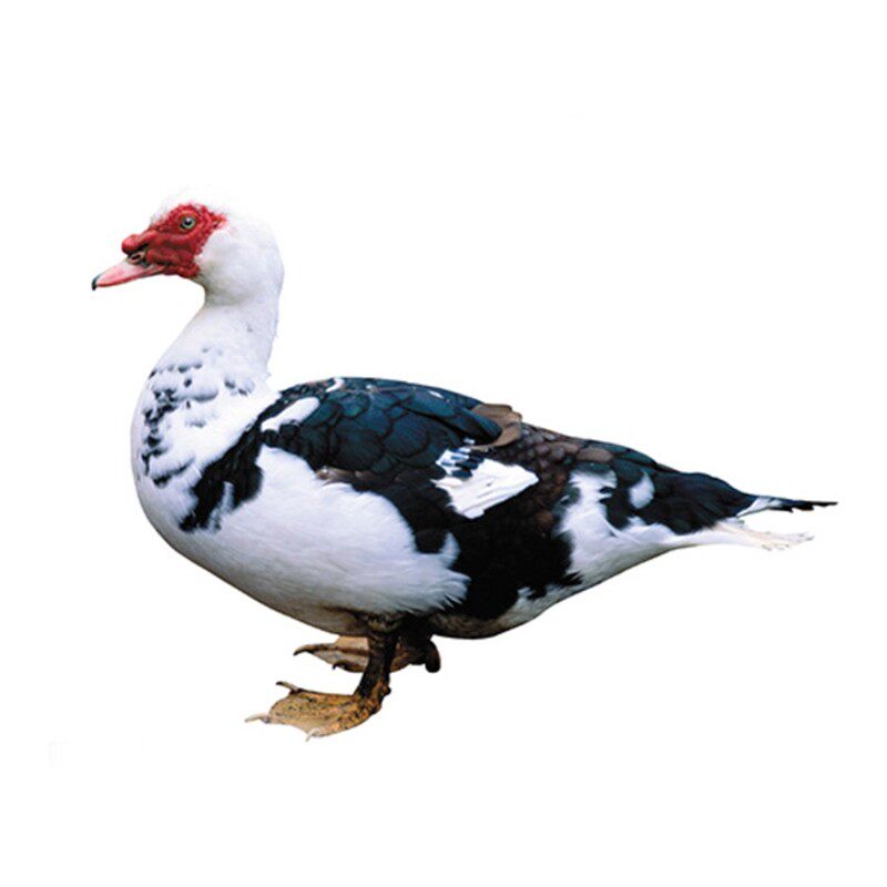 南充顺丰现杀现宰五斤活重农家鸭子鸭土鸳鸯鸭肉