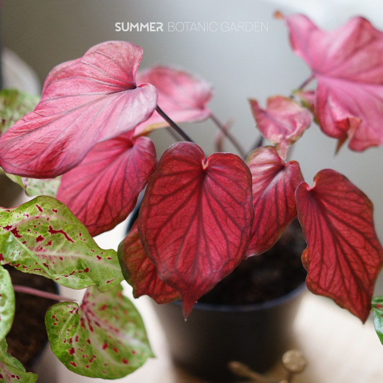 泰国植物粉色ins耐热盆栽室内叶植物美人叶芋绿植