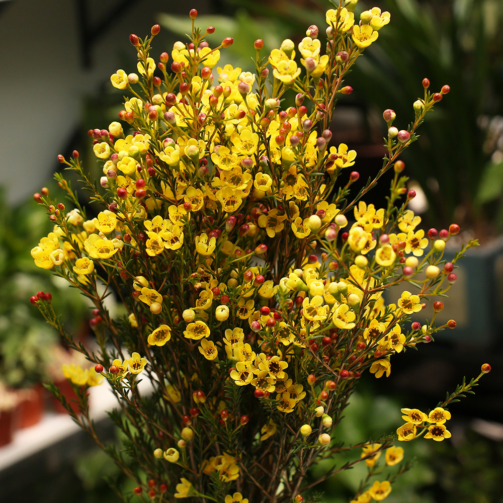 澳洲腊梅进口鲜花花束昆明云南直发梅花年宵花家用水养速递同城